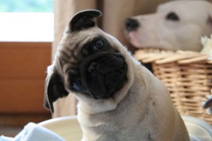 This is the appropriate reaction.