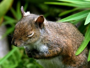 wallpapers-cute-sleeping-baby-squirrel-1280x960