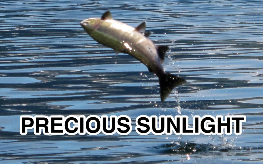 27791291157677FishJump2322