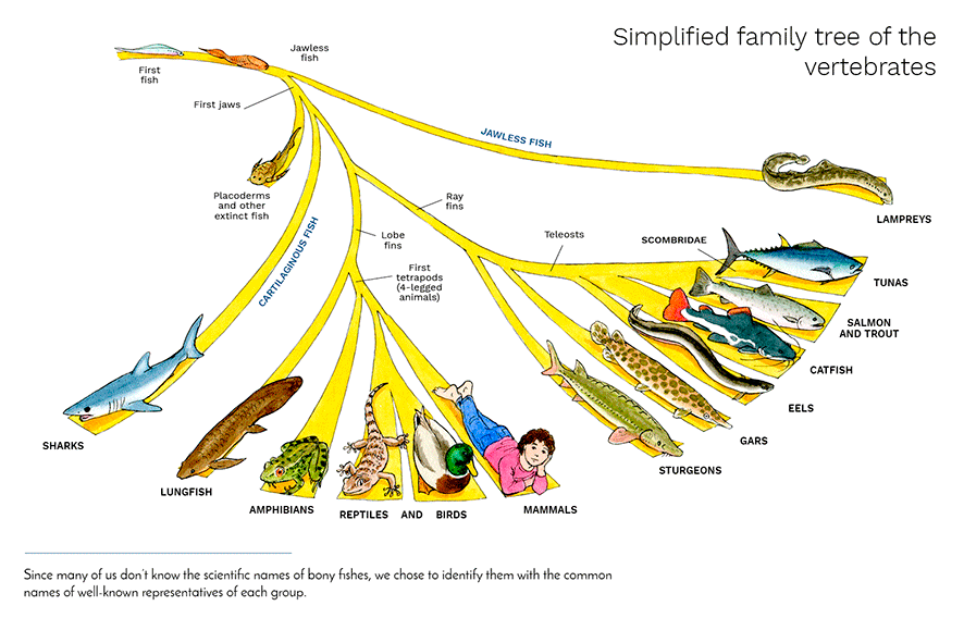 diagram of the vertebrate family tree